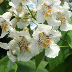 Roots Plants Indian Bean Tree | Catalpa Bignonioides 'Aurea'