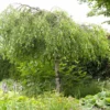 Roots Plants Weeping Silver Birch Tree | Betula Pendula Youngii