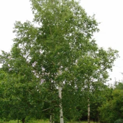 Roots Plants Silver Birch Tree | Betula Pendula Trees & Shrubs