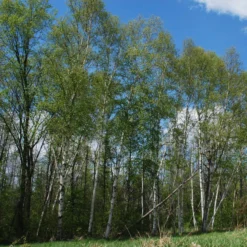 Roots Plants Paper Birch Tree | Betula Papyrifera Trees & Shrubs