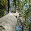 Roots Plants Paper Birch Tree | Betula Papyrifera Trees & Shrubs