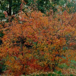 Roots Plants Trees & Shrubs Juneberry Tree | Amelanchier Lamarckii