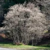 Roots Plants Trees & Shrubs Snowy Mespilus | Juneberry Tree | Amelanchier Canadensis 1 Roots Plants Trees & Shrubs Snowy Mespilus | Juneberry Tree | Amelanchier Canadensis