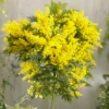 Roots Plants Trees & Shrubs Golden Mimosa Tree | Acacia Dealbata