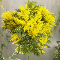 Roots Plants Trees & Shrubs Golden Mimosa Tree | Acacia Dealbata