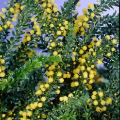 Roots Plants Trees & Shrubs Golden Mimosa Tree | Acacia Dealbata