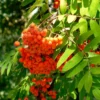 Roots Plants Trees & Shrubs Scarlet Japanese Rowan Tree | Sorbus Commixta 'Embley'