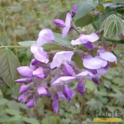 Roots Plants Wisteria Brachybotrys 'Okayama' | On A 90cm Cane In A 3L Pot