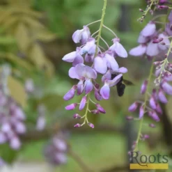 Roots Plants Wisteria Brachybotrys 'Okayama' | On A 90cm Cane In A 3L Pot