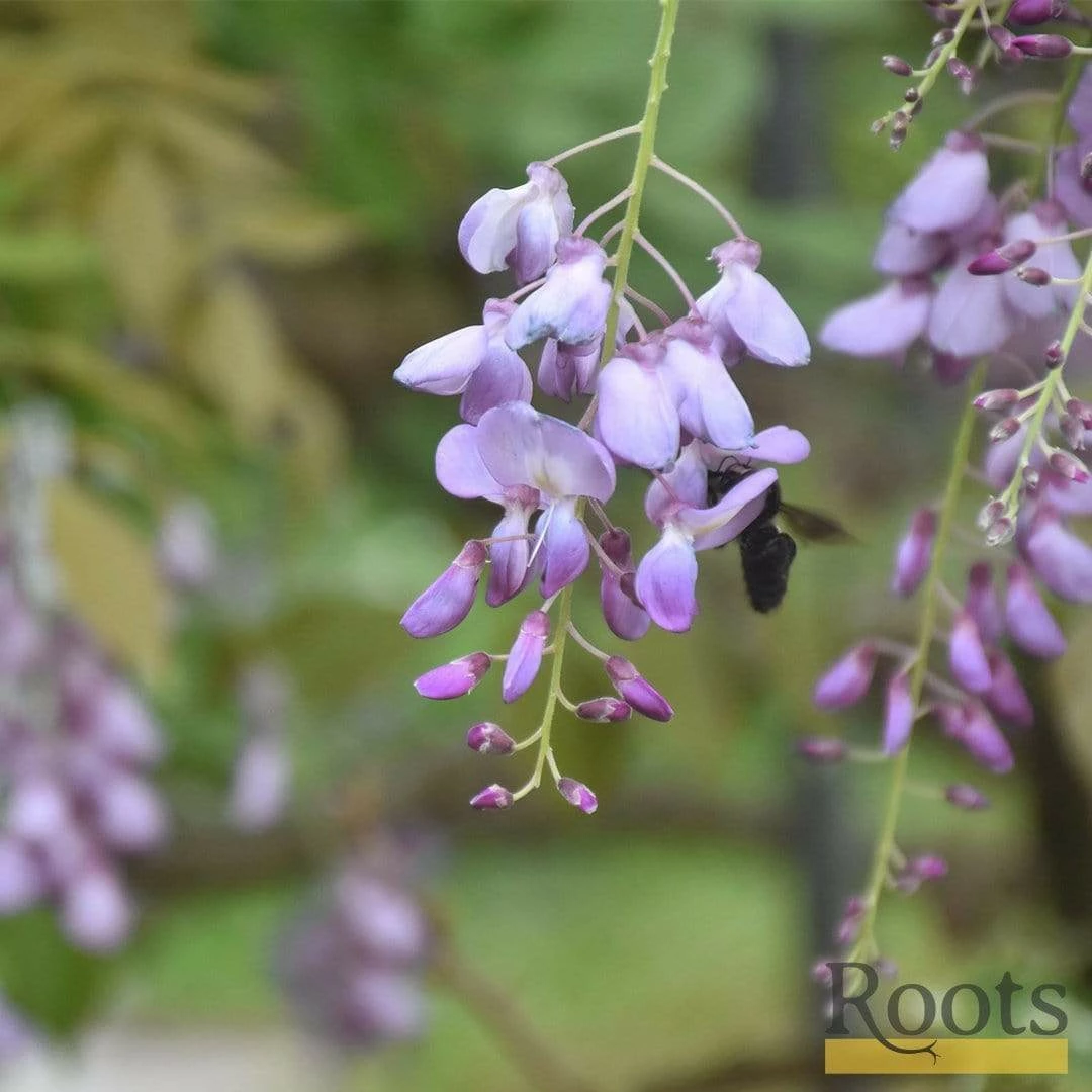 Roots Plants Wisteria Brachybotrys 'Okayama' | On A 90cm Cane In A 3L Pot 4 Roots Plants Wisteria Brachybotrys 'Okayama' | On A 90cm Cane In A 3L Pot