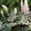Roots Plants Perennials Acanthus 'Whitewater'
