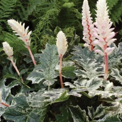 Roots Plants Perennials Acanthus 'Whitewater'