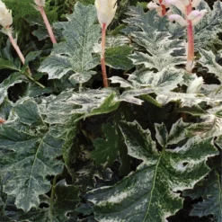 Roots Plants Perennials Acanthus 'Whitewater'