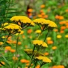 Roots Plants Achillea 'Cloth Of Gold' Perennials
