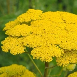 Roots Plants Achillea 'Cloth Of Gold' Perennials