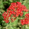 Roots Plants Achillea 'Strawberry Seduction' | 10.5cm Pot Perennials