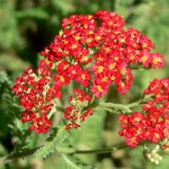 Roots Plants Achillea 'Strawberry Seduction' | 10.5cm Pot Perennials