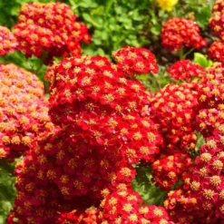 Roots Plants Achillea 'Strawberry Seduction' | 10.5cm Pot Perennials