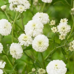 Roots Plants Achillea 'The Pearl' | 10.5cm Pot