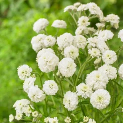 Roots Plants Achillea 'The Pearl' | 10.5cm Pot