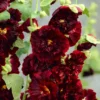 Roots Plants Hollyhock 'Chater's Maroon' | Alcea | 1L Pot Perennials