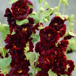 Roots Plants Hollyhock 'Chater's Maroon' | Alcea | 1L Pot Perennials