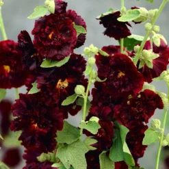 Roots Plants Hollyhock 'Chater's Maroon' | Alcea | 1L Pot Perennials 7 Roots Plants Hollyhock 'Chater's Maroon' | Alcea | 1L Pot Perennials