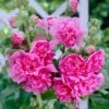 Roots Plants Hollyhock 'Chater's Rose' | Alcea | 1L Pot Perennials