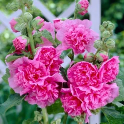 Roots Plants Hollyhock 'Chater's Rose' | Alcea | 1L Pot Perennials