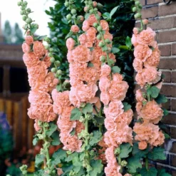 Roots Plants Hollyhock 'Chater's Salmon Pink' | Alcea | 1L Pot Perennials