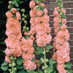 Roots Plants Hollyhock 'Chater's Salmon Pink' | Alcea | 1L Pot Perennials