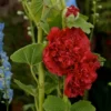 Roots Plants Hollyhock 'Chater's Scarlet' | Alcea | 1L Pot