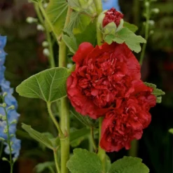 Roots Plants Hollyhock'Chater's Scarlet' | Alcea | 1L Pot