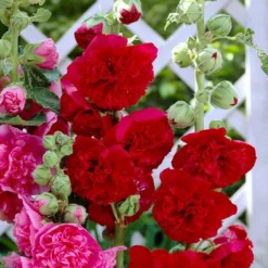 Roots Plants Hollyhock 'Chater's Scarlet' | Alcea | 1L Pot