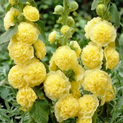 Roots Plants Hollyhock'Chater's Yellow' |Alcea | 1L Pot Perennials