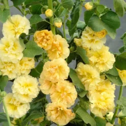 Roots Plants Hollyhock 'Chater's Yellow' |Alcea | 1L Pot Perennials