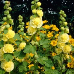 Roots Plants Hollyhock 'Chater's Yellow' |Alcea | 1L Pot Perennials
