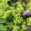 Roots Plants Alchemilla 'Irish Silk' | 10.5cm Pot Perennials