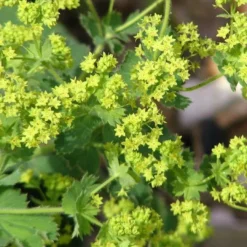 Roots Plants Alchemilla 'Irish Silk' | 10.5cm Pot Perennials