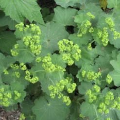 Roots Plants Alchemilla 'Irish Silk' | 10.5cm Pot Perennials