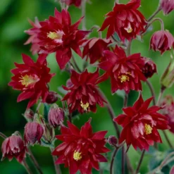 Roots Plants Aquilegia 'Bordeaux Barlow' | 10.5cm Pot Perennials