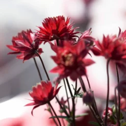 Roots Plants Aquilegia 'Bordeaux Barlow' | 10.5cm Pot Perennials 7 Roots Plants Aquilegia 'Bordeaux Barlow' | 10.5cm Pot Perennials