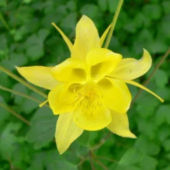 Roots Plants Perennials Aquilegia 'Denver Gold' | 10.5cm Pot