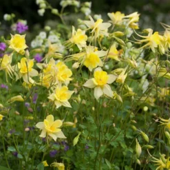 Roots Plants Perennials Aquilegia 'Denver Gold' | 10.5cm Pot