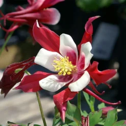 Roots Plants Aquilegia 'Red Hobbit' | 10.5cm Pot