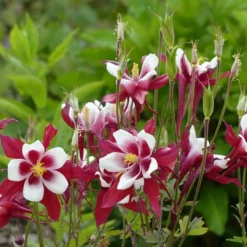 Roots Plants Aquilegia 'Red Hobbit' | 10.5cm Pot