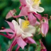 Roots Plants Aquilegia 'Spring Magic Rose & White' Perennials