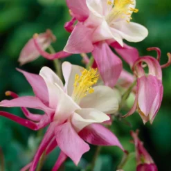 Roots Plants 6 Aquilegia Spring Magic Collection 10.5cm Perennials