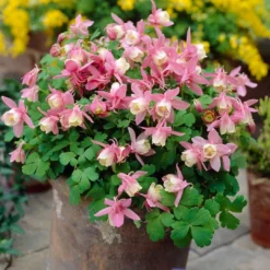 Roots Plants Aquilegia 'Spring Magic Rose & White' Perennials