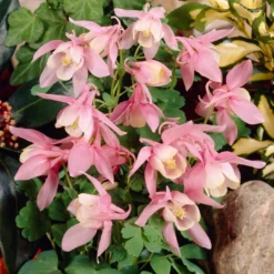 Roots Plants Aquilegia 'Spring Magic Rose & White' Perennials 7 Roots Plants Aquilegia 'Spring Magic Rose & White' Perennials